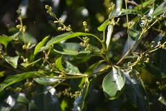 Chiococca pachyphylla