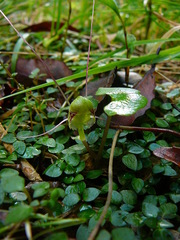Corybas walliae