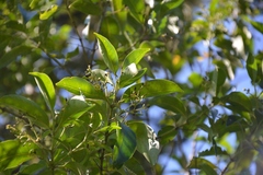 Chiococca pachyphylla