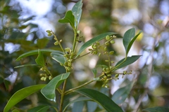 Chiococca pachyphylla