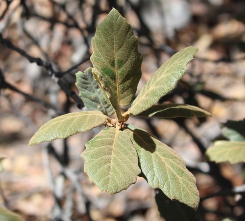 Quercus mcvaughii