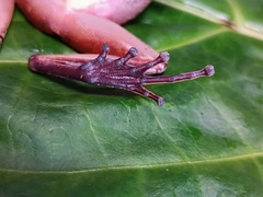 Longsnout Robber Frog photo 2