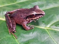 Longsnout Robber Frog photo 1