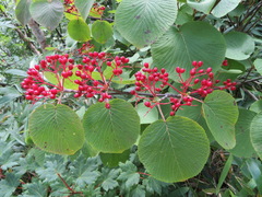 Viburnum furcatum