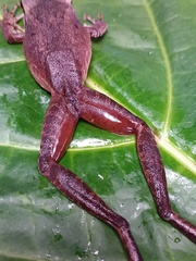Longsnout Robber Frog photo 5