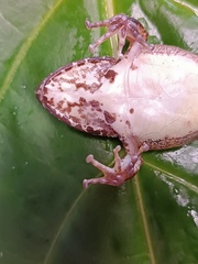 Longsnout Robber Frog photo 4