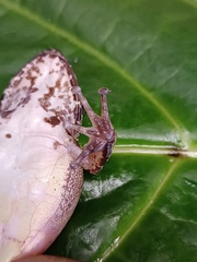 Longsnout Robber Frog photo 3