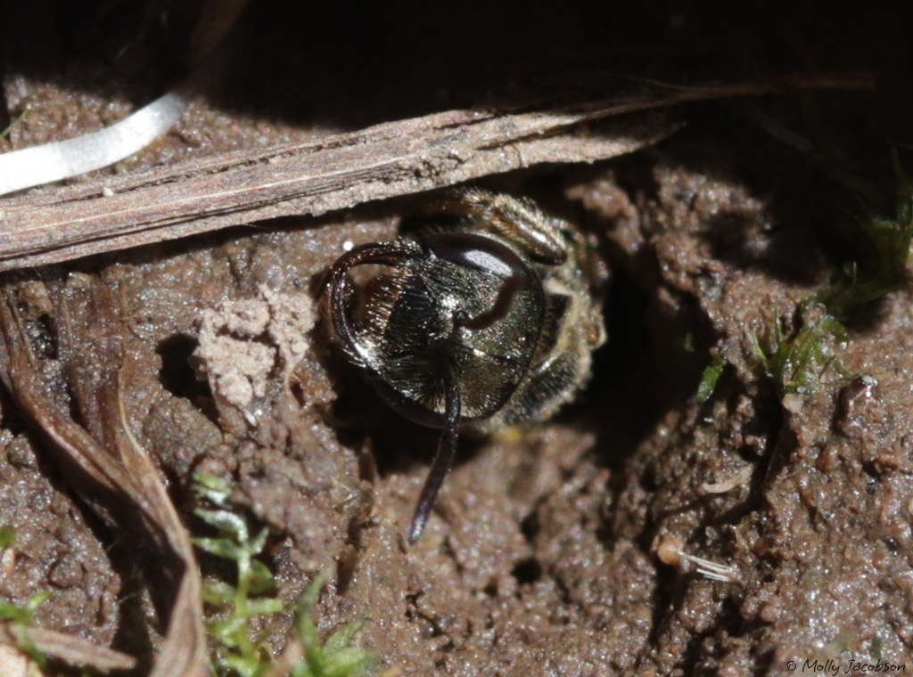 Lasioglossum rozeni