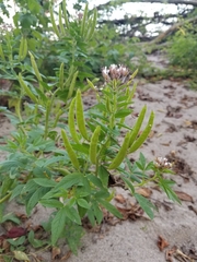 Polanisia dodecandra dodecandra