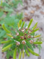 Polanisia dodecandra dodecandra