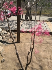 Vasconcellea parviflora