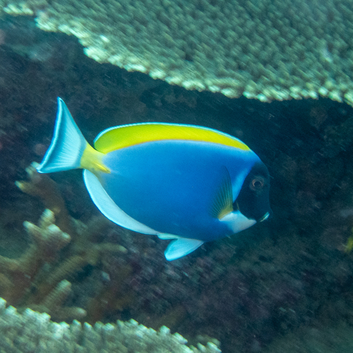 Acanthurus leucosternon
