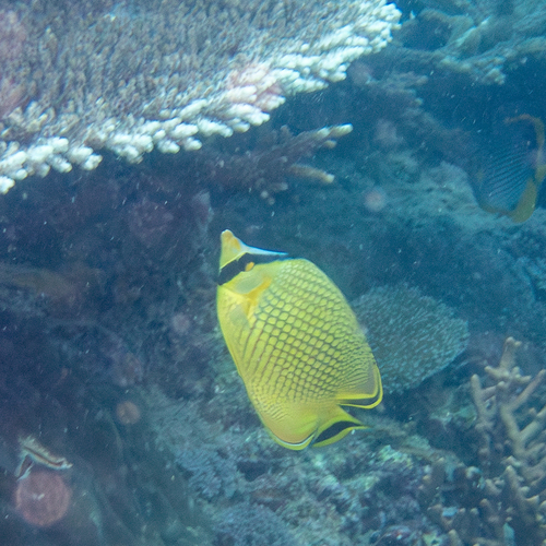 Chaetodon rafflesii
