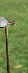 Dendrelaphis calligaster