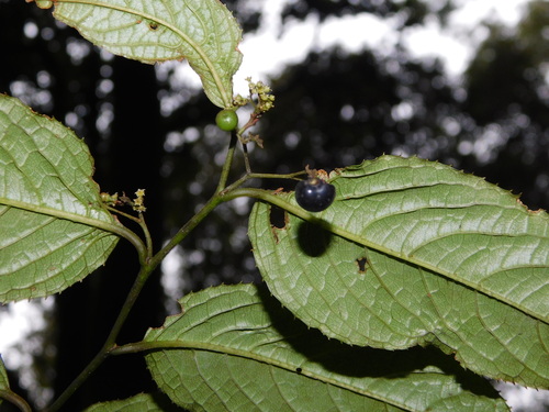 Perrottetia alpestris observed 2025-05-10