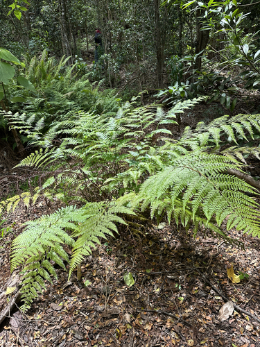 Microlepia speluncae observed 2025-05-13
