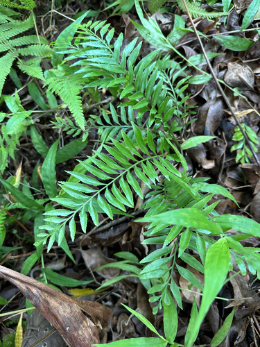 Asplenium kaulfussii, 2025-05-13