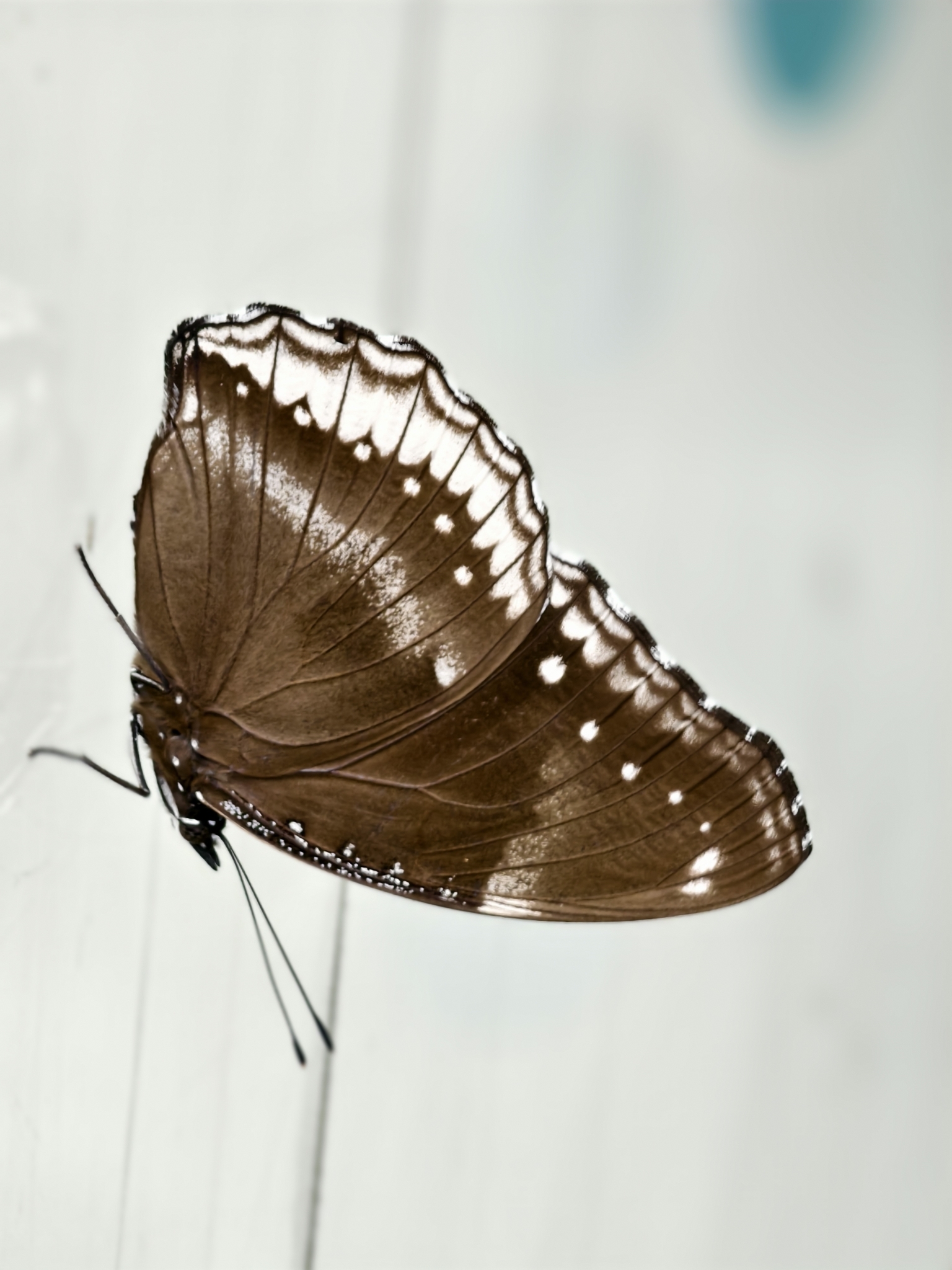 Great Eggfly