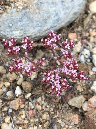 Image of Peninsular Spineflower (Chorizanthe leptotheca) by (c) Matt Berger, some rights reserved (CC BY)