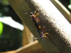 Ichneumolaphria zikani