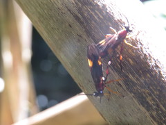 Ichneumolaphria zikani