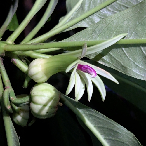 Clermontia kakeana observed 2025-05-12
