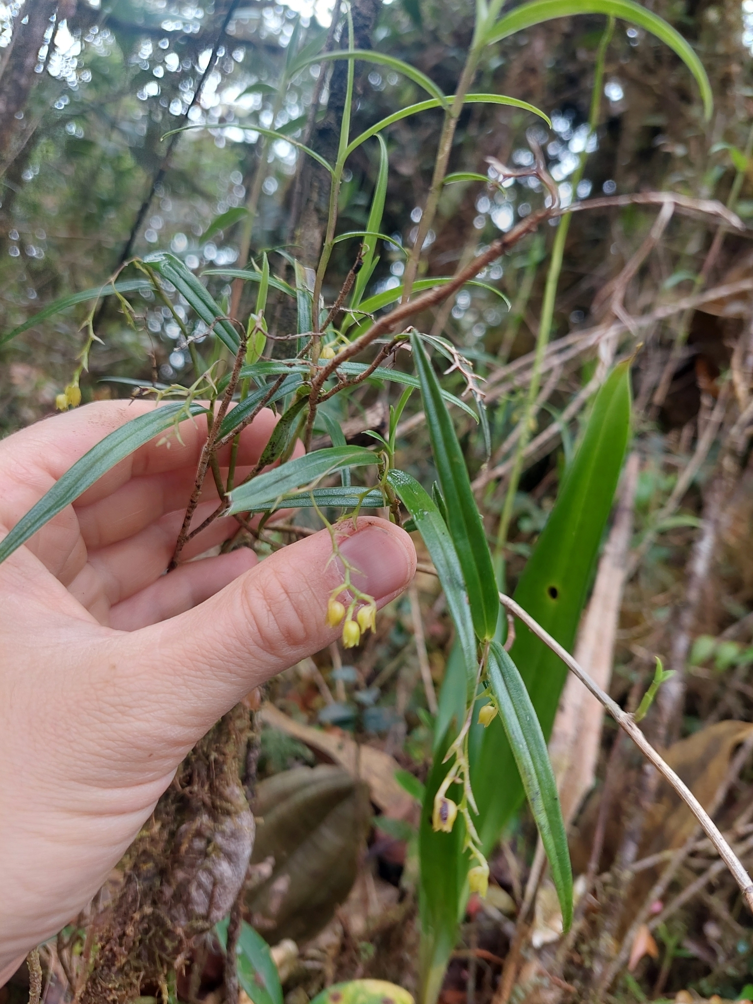 Epidendrum tolimense Lindl.