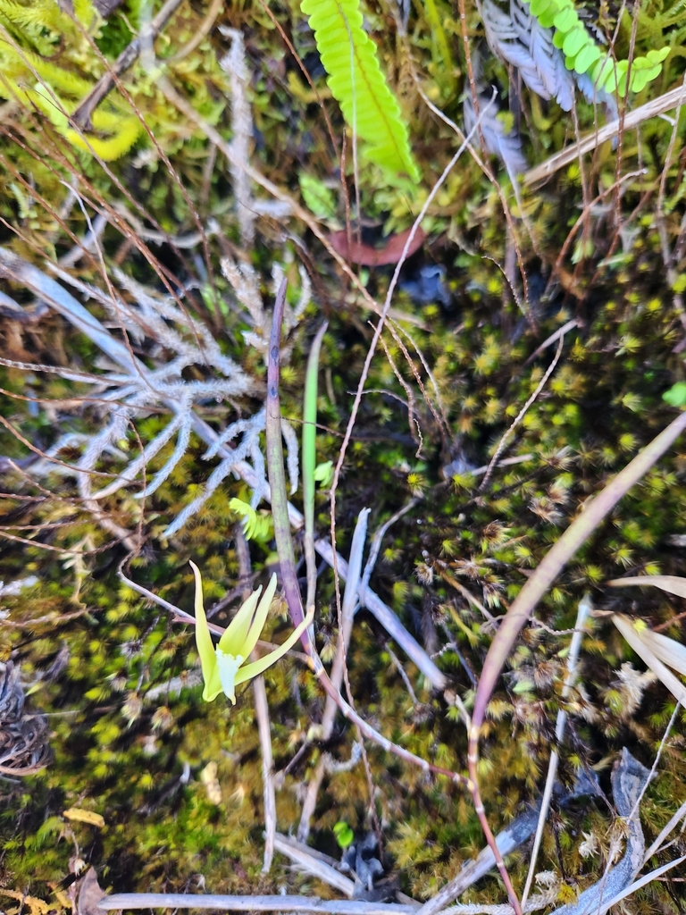 Dendrobium vagans (Dendrobium vagans)