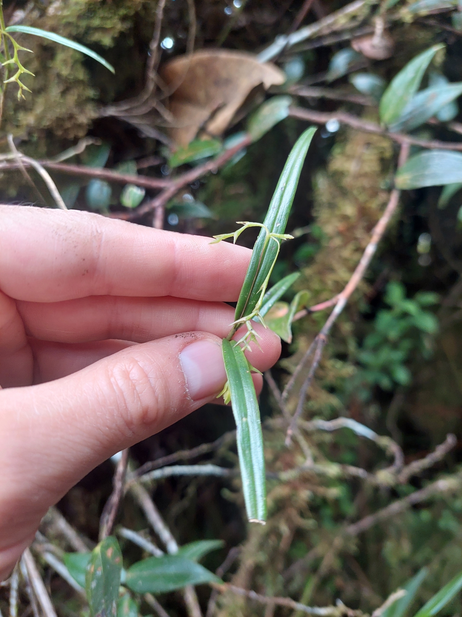 Epidendrum tolimense Lindl. 2