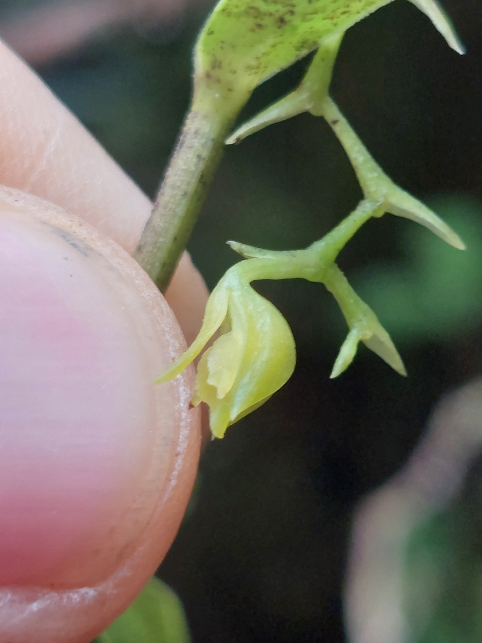 Epidendrum tolimense Lindl. 3