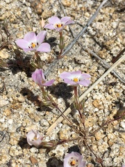 Linanthus orcuttii