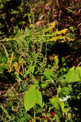 Ambrosia trifida trifida