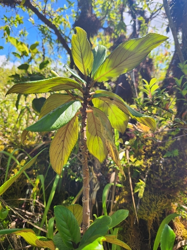 Cyrtandra nitens observed 2025-05-07