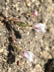 Linanthus orcuttii