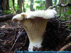 Cantharellus subalbidus