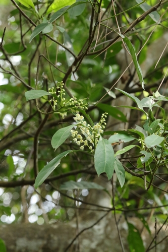 Elaeocarpus sylvestris