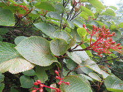 Viburnum furcatum