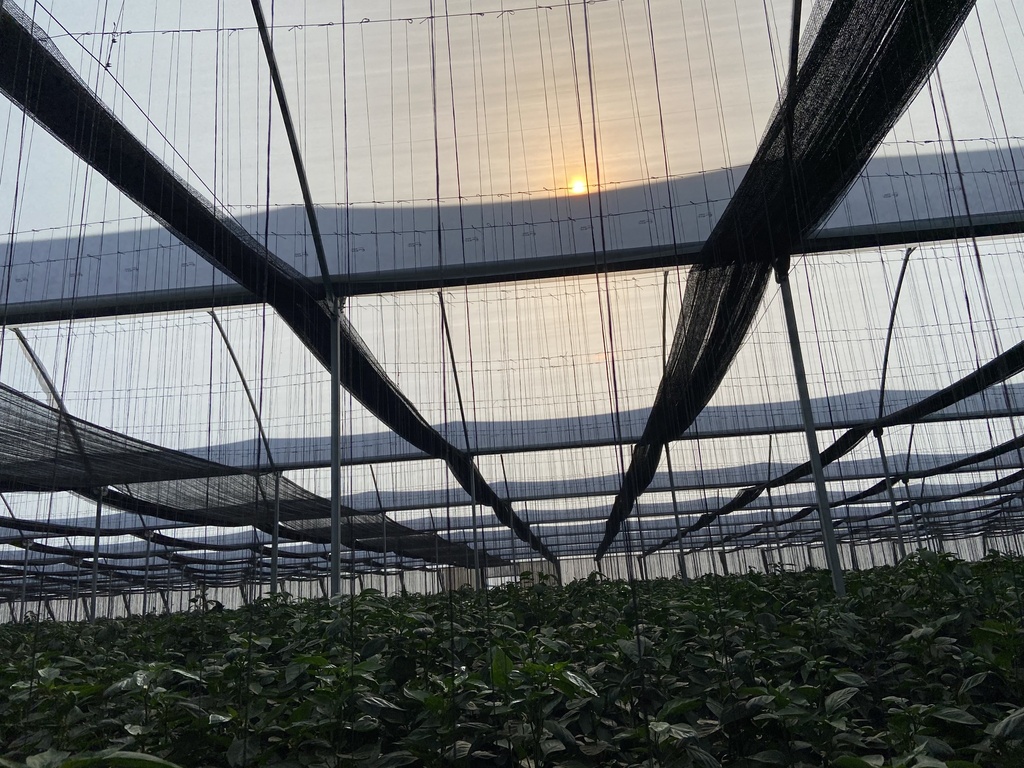Capsicum annuum