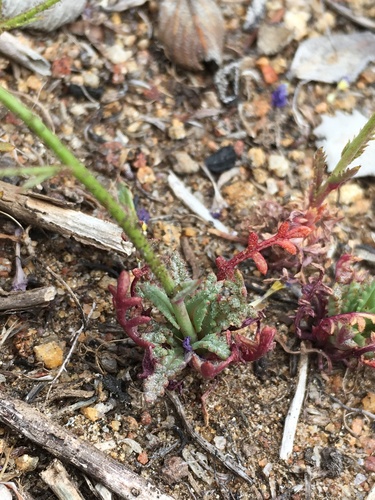 Image of Gilia diegensis by (c) Matt Berger, some rights reserved (CC BY)