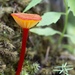 Hygrocybe cantharellus cantharellus - Photo (c) andyjadams, some rights reserved (CC BY-NC)