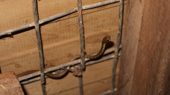 Dendrelaphis calligaster