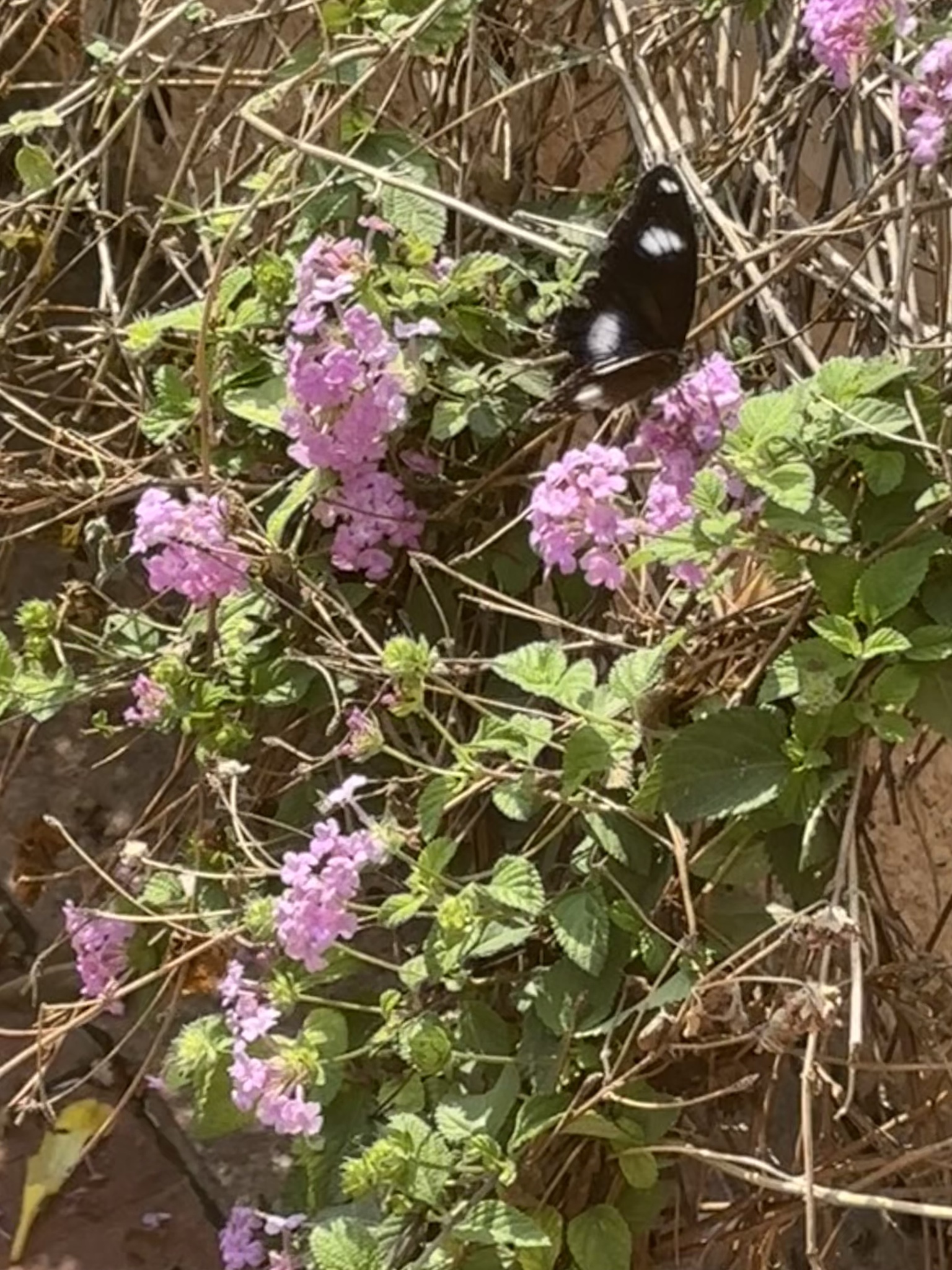 Great Eggfly