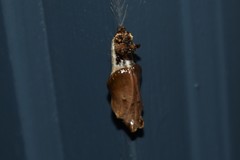 Limenitis arthemis astyanax