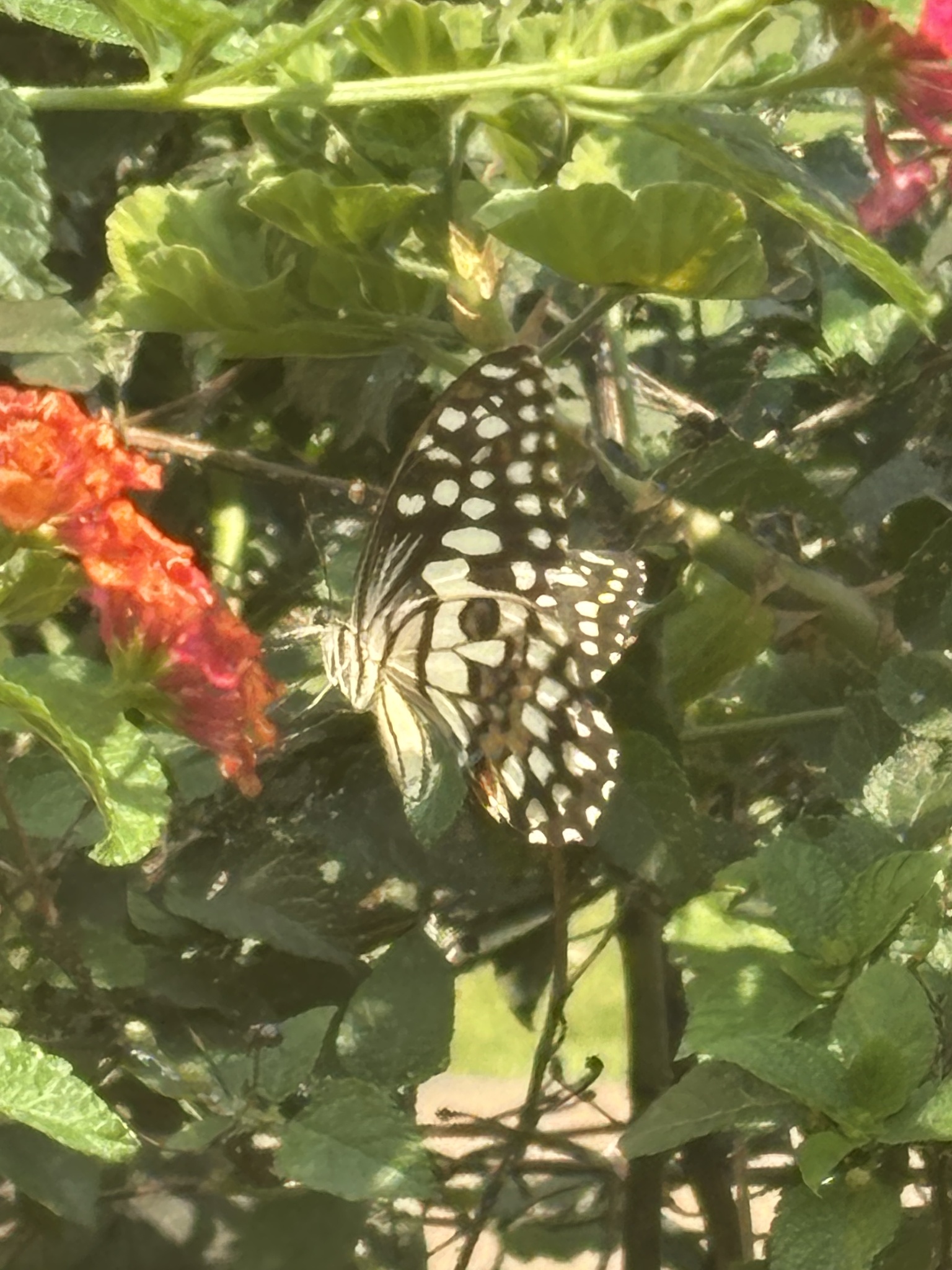 Lime Swallowtail