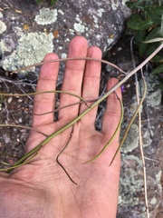 Streptanthus campestris