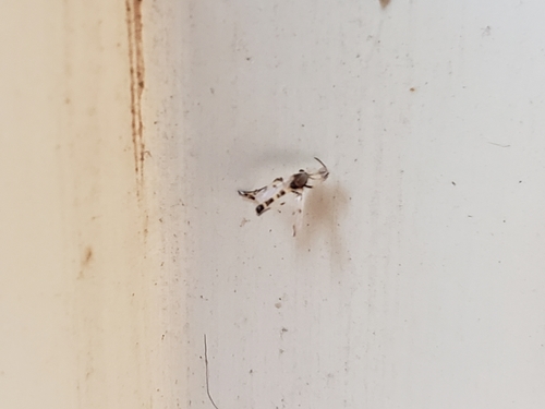 Coelotanypus scapularis photo 4