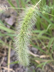 Setaria