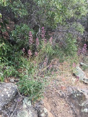 Streptanthus campestris