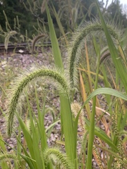 Setaria