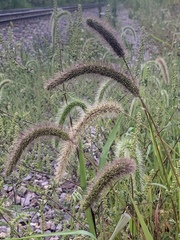 Setaria